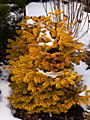 Abies nordmanniana Golden Spreader IMG_4800 Jodła kaukaska